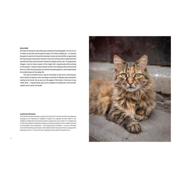 City Cats of Istanbul