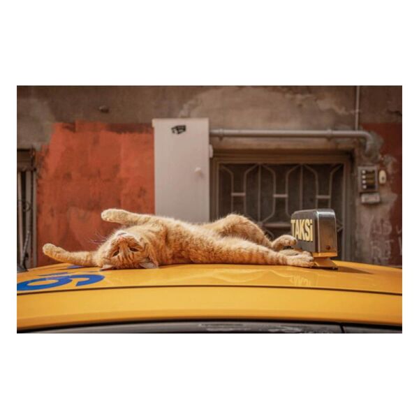 City Cats of Istanbul